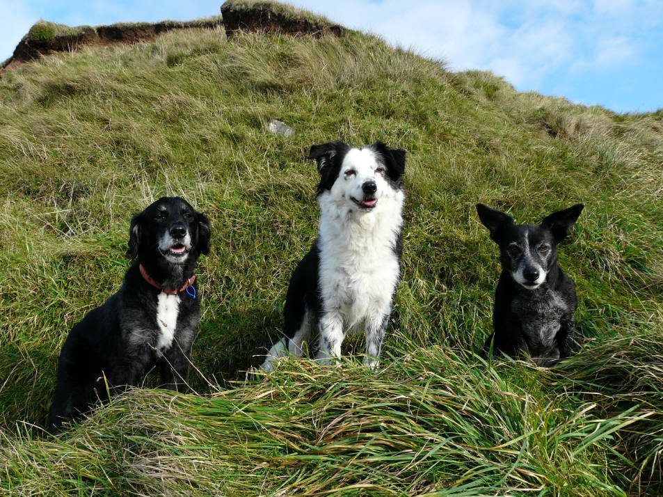 Three happy dogs on Gower hillside - perfect pet-friendly destination