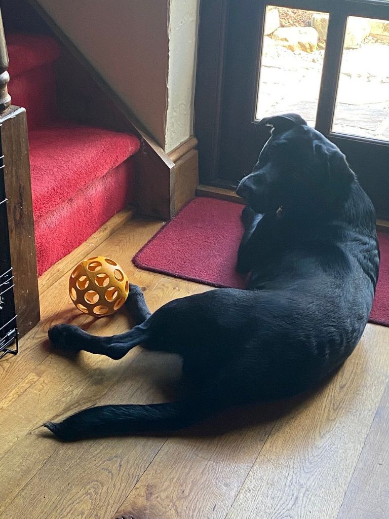 Pet-friendly cottage with dog enjoying the view